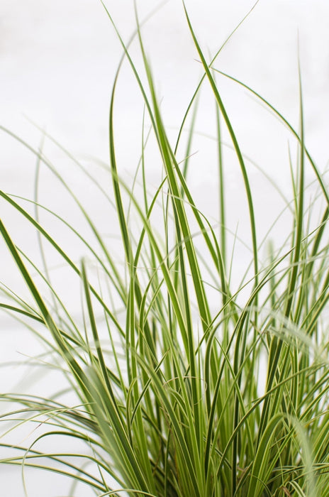Carex Bruniena 'Variegata' - ↨30Cm - Ø14 - Erbe - Pianta Da Esterno