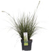 Carex Bruniena 'Variegata' - ↨30Cm - Ø14 - Erbe - Pianta Da Esterno