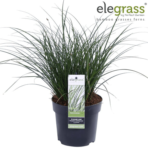 Carex Bruniena 'Variegata' - ↨30Cm - Ø14 - Erbe - Pianta Da Esterno