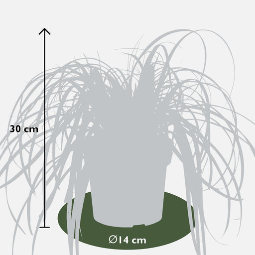 Carice 'Feather Falls'