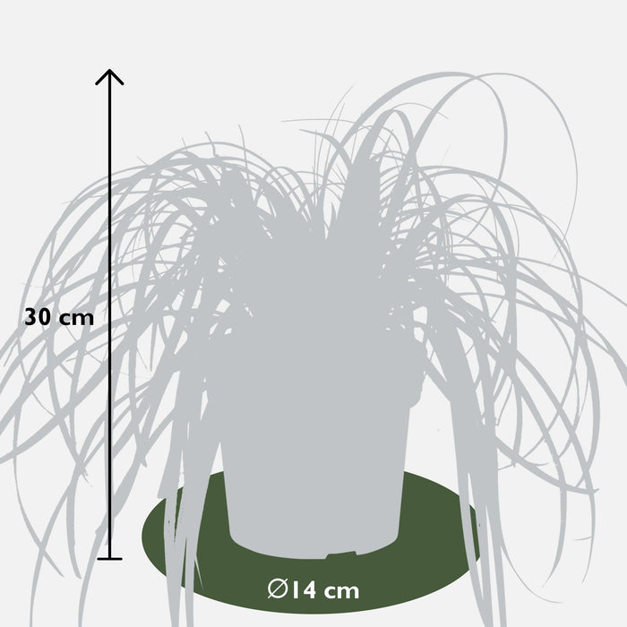 Carice 'Feather Falls'