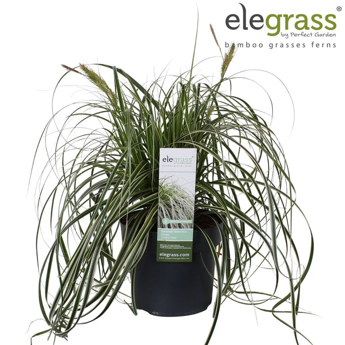 Carice 'Feather Falls'