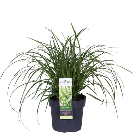 Carex Morrowii 'Danza Sul Ghiaccio'