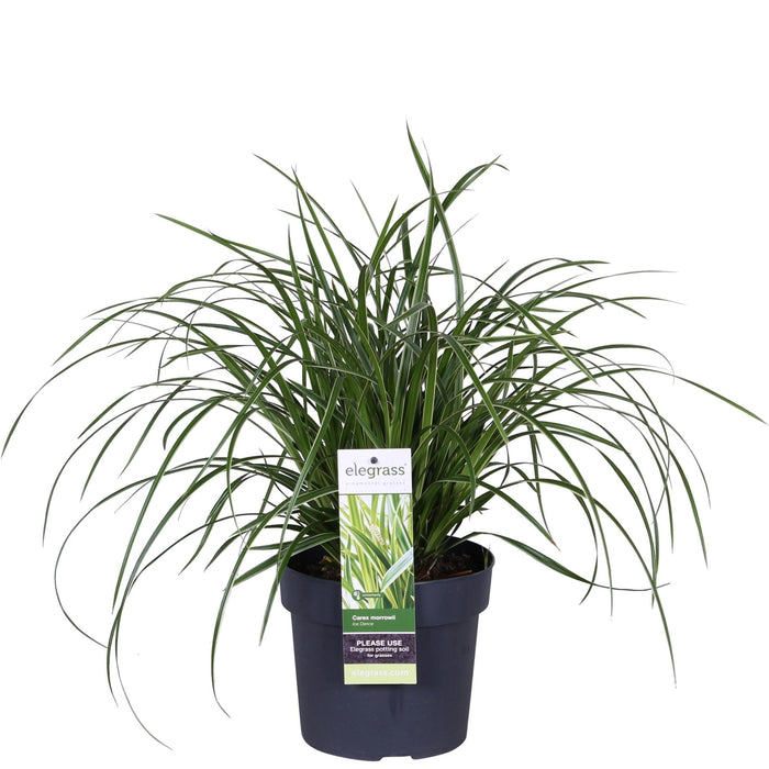 Carex Morrowii 'Danza Sul Ghiaccio'