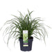 Carex Morrowii 'Danza Sul Ghiaccio'