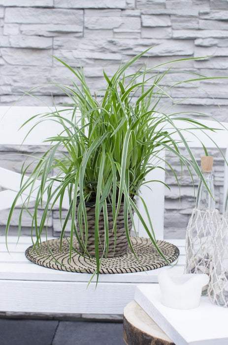 Carex Morrowii 'Danza Sul Ghiaccio'