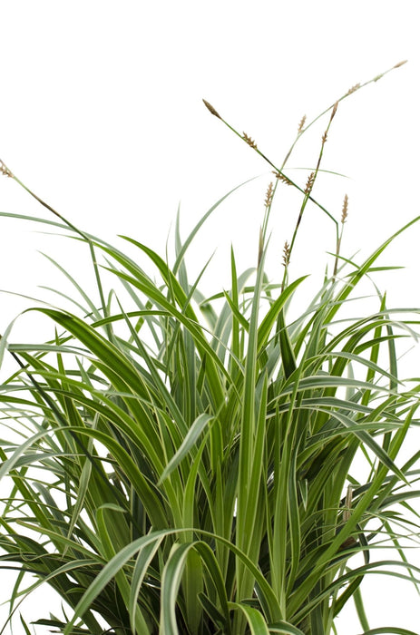 Carex Morrowii 'Danza Sul Ghiaccio'