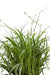 Carex Morrowii 'Danza Sul Ghiaccio'