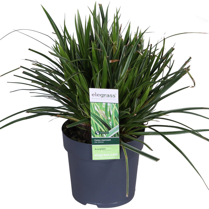 Carex Morrowii 'Danza Sul Ghiaccio'
