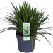 Carex Morrowii 'Danza Sul Ghiaccio'