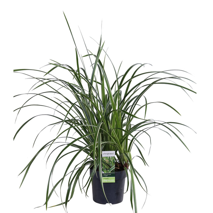 Carex Morrowii 'Danza Sul Ghiaccio'
