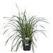 Carex Morrowii 'Danza Sul Ghiaccio'