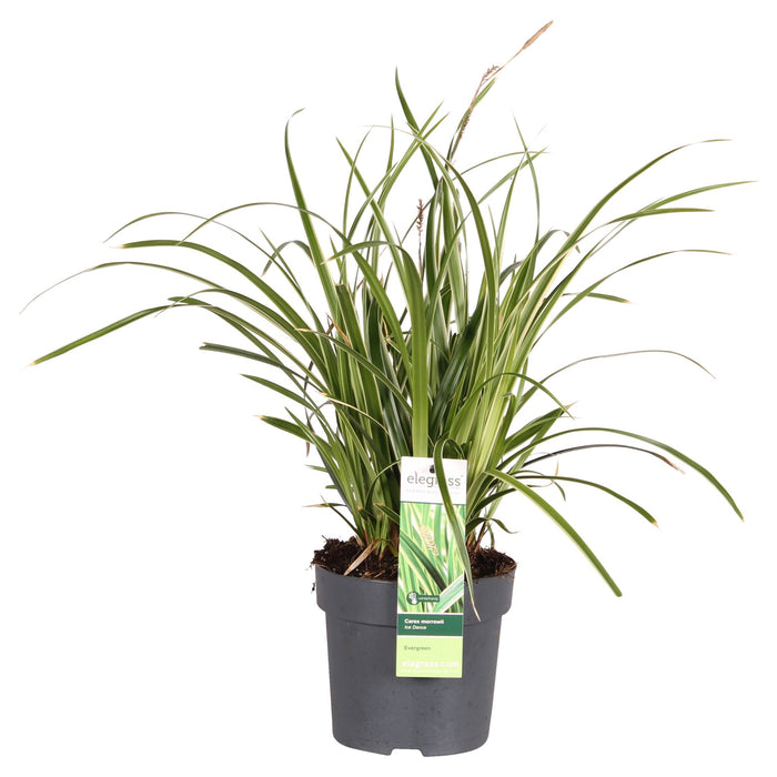 Carex Morrowii 'Danza Sul Ghiaccio'