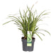 Carex Morrowii 'Danza Sul Ghiaccio'