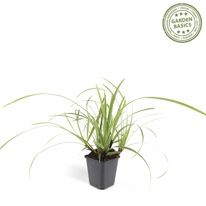 Carex Morrowii 'Danza Sul Ghiaccio' - Set Di 6