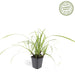 Carex Morrowii 'Danza Sul Ghiaccio' - Set Di 6