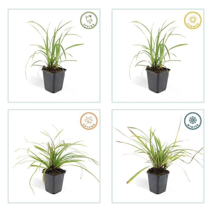 Carex Morrowii 'Danza Sul Ghiaccio' - Set Di 6