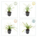 Carex Morrowii 'Danza Sul Ghiaccio' - Set Di 6