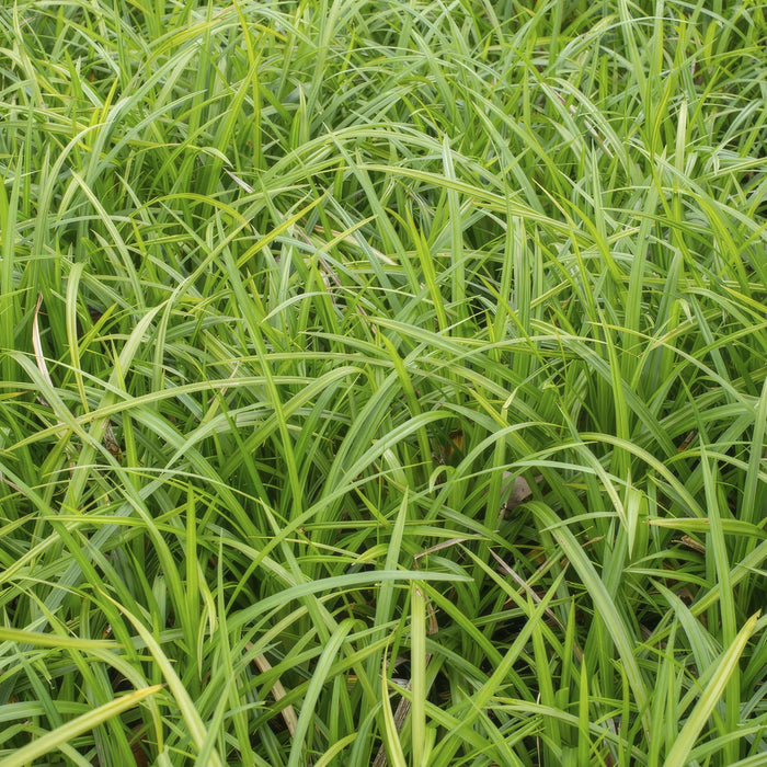 Carex Morrowii 'Danza Sul Ghiaccio' - Set Di 6