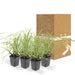 Carex Morrowii 'Danza Sul Ghiaccio' - Set Di 6