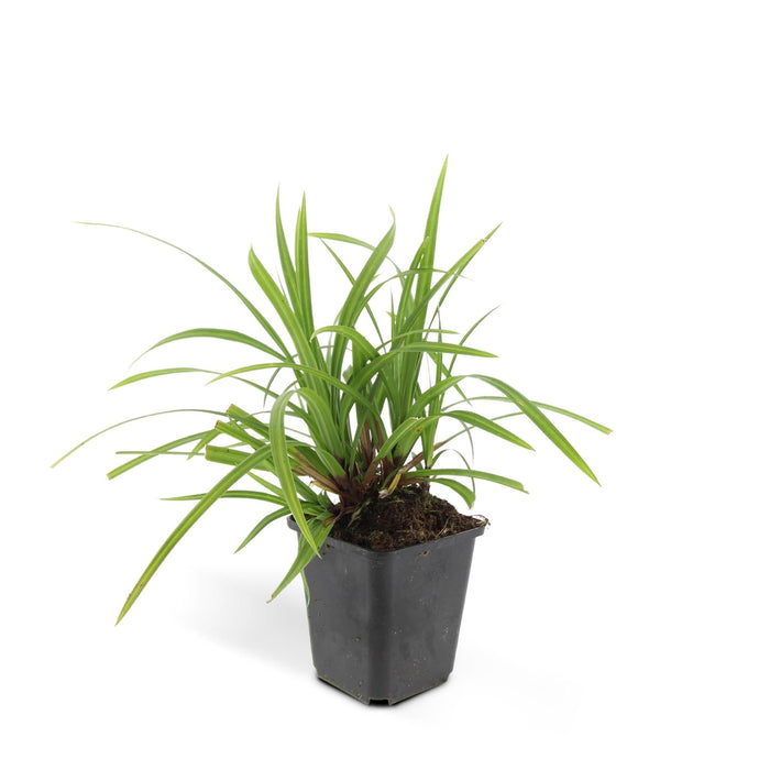 Carex Morrowii 'Danza Sul Ghiaccio' - Set Di 6