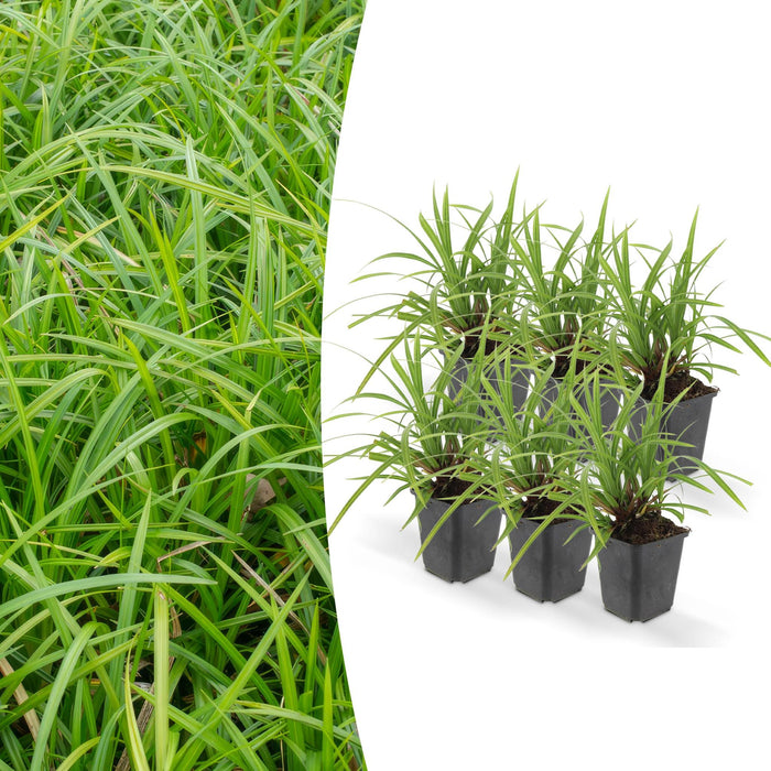 Carex Morrowii 'Danza Sul Ghiaccio' - Set Di 6