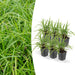 Carex Morrowii 'Danza Sul Ghiaccio' - Set Di 6
