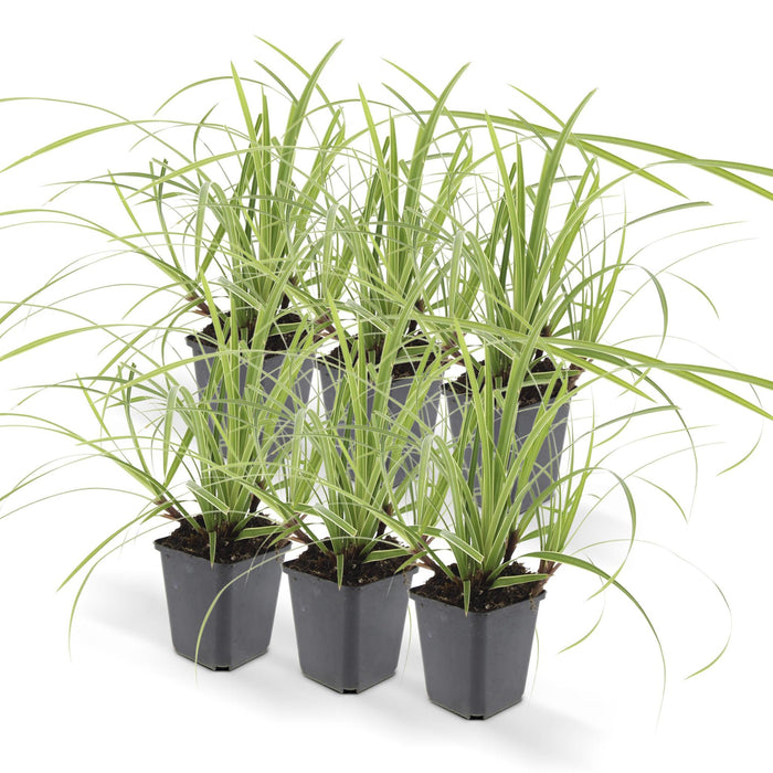 Carex Morrowii 'Danza Sul Ghiaccio' - Set Di 6