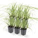 Carex Morrowii 'Danza Sul Ghiaccio' - Set Di 6