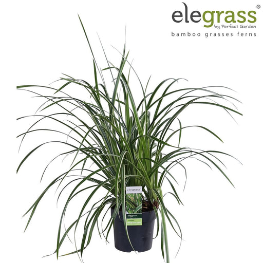 Carex Morrowii 'Danza Sul Ghiaccio'