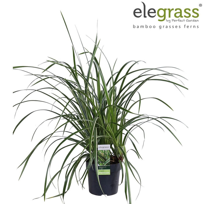 Carex Morrowii 'Danza Sul Ghiaccio'