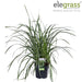 Carex Morrowii 'Danza Sul Ghiaccio'