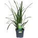Carex Morrowii 'Verde Irlandese'