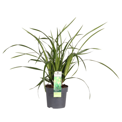 Carex Morrowii 'Verde Irlandese'