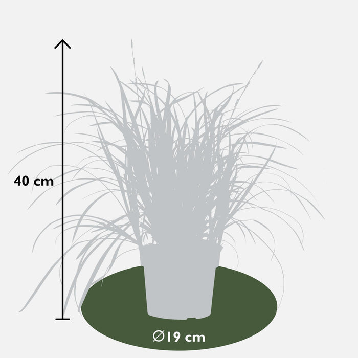 Carex Morrowii 'Irish Green' - ↨40Cm - Ø19 - Erbe - Pianta Da Esterno