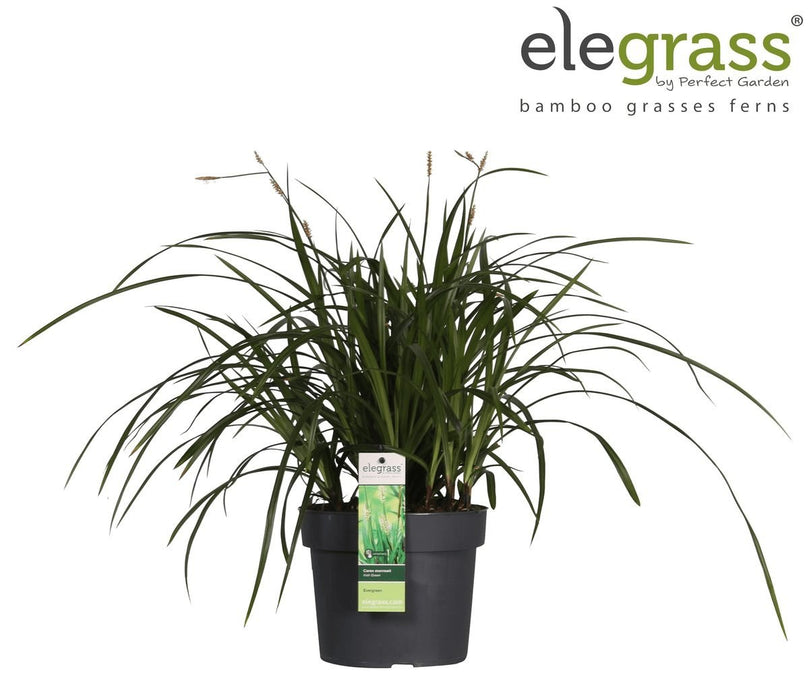 Carex Morrowii 'Irish Green' - ↨40Cm - Ø19 - Erbe - Pianta Da Esterno