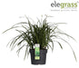 Carex Morrowii 'Irish Green' - ↨40Cm - Ø19 - Erbe - Pianta Da Esterno