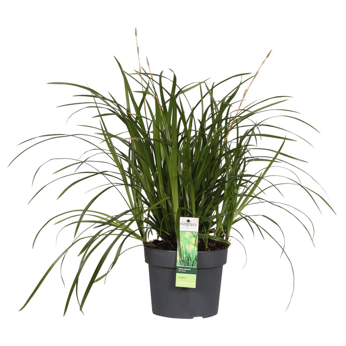 Carex Morrowii 'Irish Green' - ↨40Cm - Ø19 - Erbe - Pianta Da Esterno
