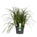 Carex Morrowii 'Irish Green' - ↨40Cm - Ø19 - Erbe - Pianta Da Esterno