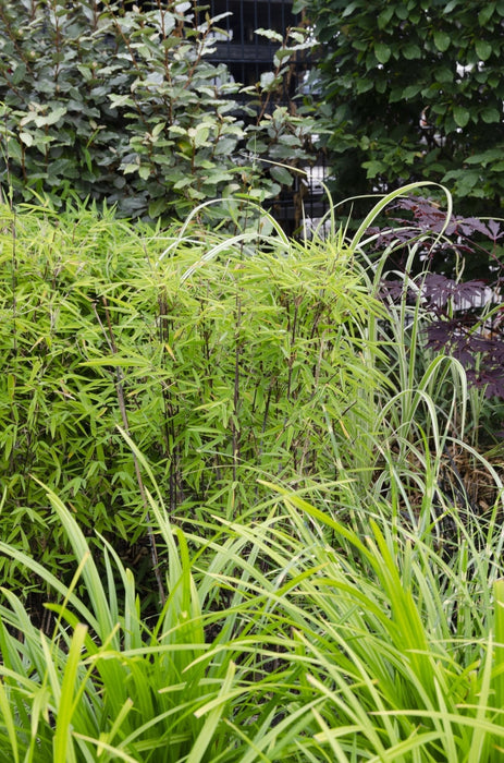 Carex Morrowii 'Verde Irlandese' - Set Di 3