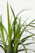 Carex Morrowii 'Verde Irlandese' - Set Di 3