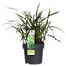 Carex Morrowii 'Verde Irlandese' - Set Di 3