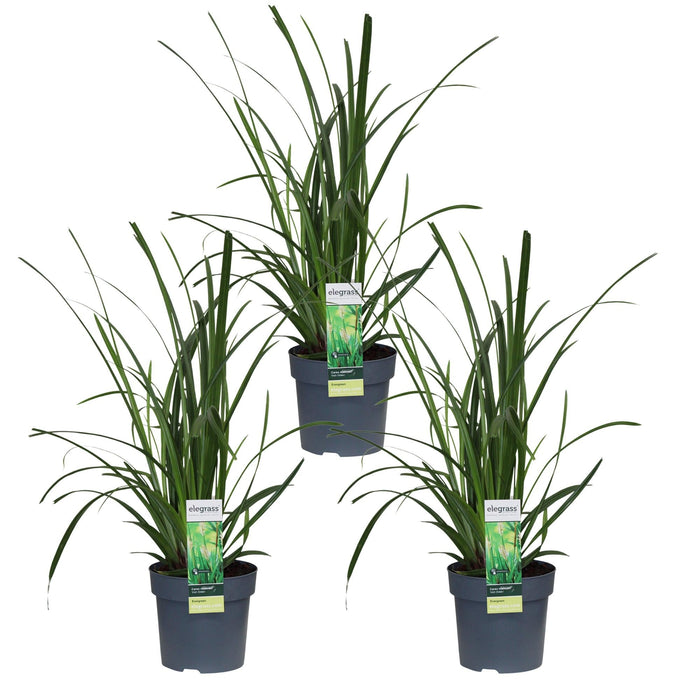 Carex Morrowii 'Verde Irlandese' - Set Di 3