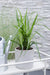 Carex Morrowii 'Verde Irlandese' - Set Di 3