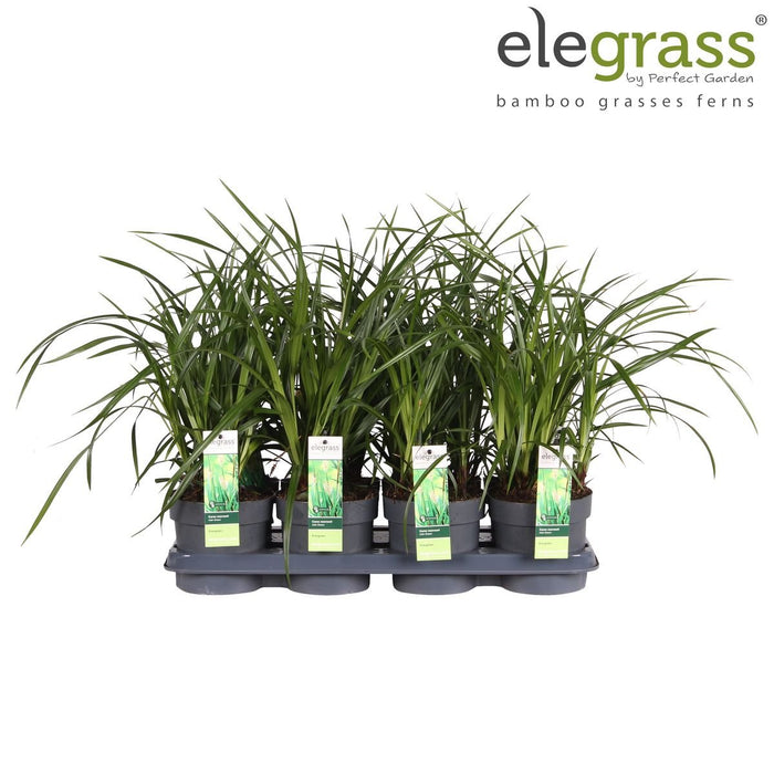 Carex Morrowii 'Verde Irlandese'