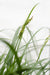 Carex 'Ribbon Falls' - ↨60Cm - Ø23 - Pianta Perenne