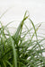 Carex 'Ribbon Falls' - ↨60Cm - Ø23 - Pianta Perenne