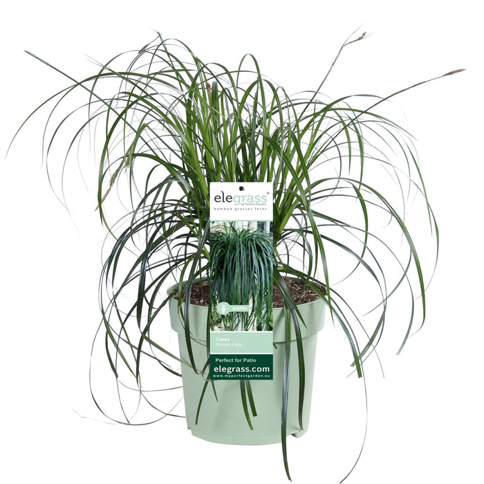 Carex 'Ribbon Falls' - ↨60Cm - Ø23 - Pianta Perenne