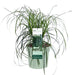 Carex 'Ribbon Falls' - ↨60Cm - Ø23 - Pianta Perenne