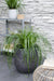 Carex 'Ribbon Falls' - ↨60Cm - Ø23 - Pianta Perenne
